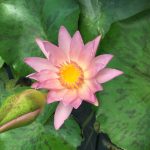 Nymphaea Apricot Pink
