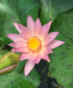 Nymphaea Apricot Pink