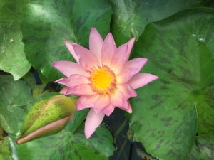 Nymphaea Apricot Pink