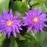 Nymphaea King of Siam