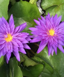 Nymphaea King of Siam