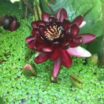 Nymphaea Princess Black