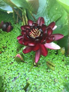 Nymphaea Princess Black