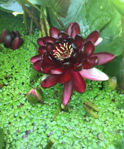 Nymphaea Princess Black