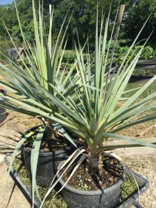 Prionium palmita