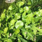 Hydrocotyle leucocephala