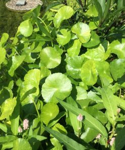 Hydrocotyle leucocephala