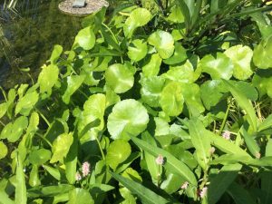 Hydrocotyle leucocephala