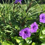 Ruellia brittoniana