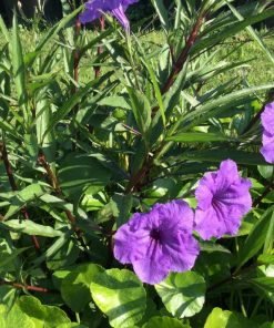 Ruellia brittoniana