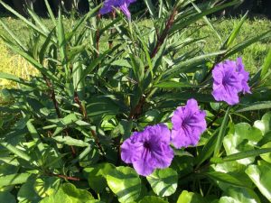 Ruellia brittoniana
