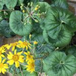 Farfugium japonicum var. Giganteum (ligularia)