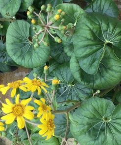 Farfugium japonicum var. Giganteum (ligularia)
