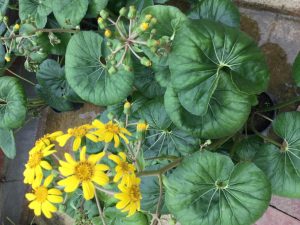 Farfugium japonicum var. Giganteum (ligularia)