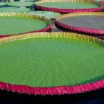 Nymphaea Victoria Ibrido di Longwood