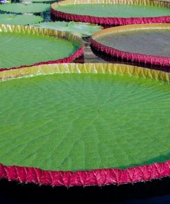 Nymphaea Victoria Ibrido di Longwood