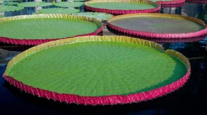 Nymphaea Victoria Ibrido di Longwood