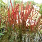 Imperata Cylindrica