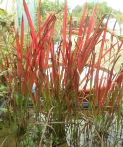 Imperata Cylindrica
