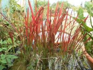 Imperata Cylindrica