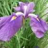 Iris Kaempferi Darling