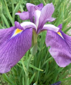 Iris Kaempferi Darling