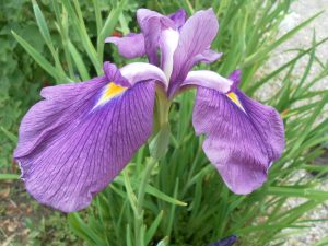 Iris Kaempferi Darling