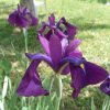 Iris Kaempferi Variegato
