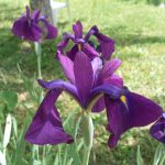 Iris Kaempferi Variegato