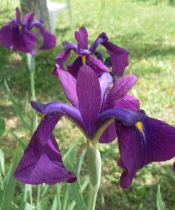Iris Kaempferi Variegato