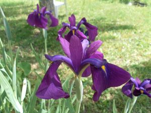 Iris Kaempferi Variegato