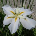 Iris Kaempferi White Ladies