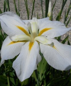 Iris Kaempferi White Ladies