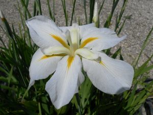 Iris Kaempferi White Ladies