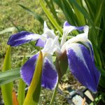 Iris Laevigata Colchesteri