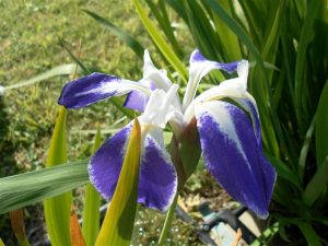 Iris Laevigata Colchesteri