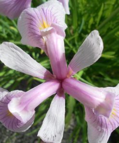 Iris Laevigata Rose Queen
