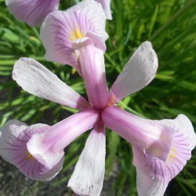 Iris Laevigata Rose Queen
