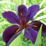 Iris Louisiana Gamecock