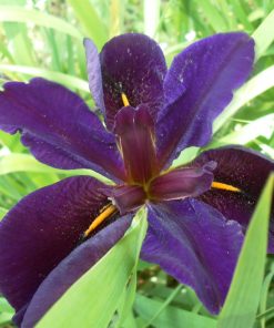 Iris Louisiana Gamecock
