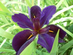 Iris Louisiana Gamecock