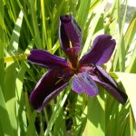 Iris Louisiana Purple blu