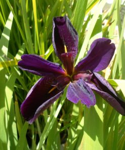 Iris Louisiana Purple blu
