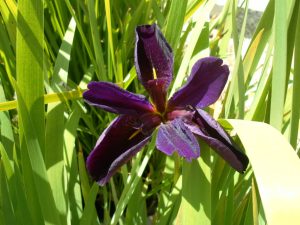 Iris Louisiana Purple blu