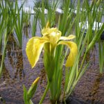 Iris Pseudoacorus