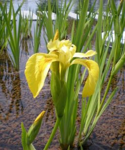 Iris Pseudoacorus