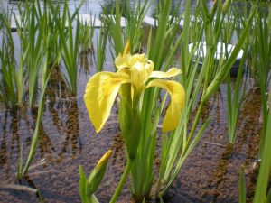 Iris Pseudoacorus