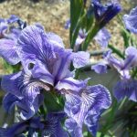 Iris Setosa