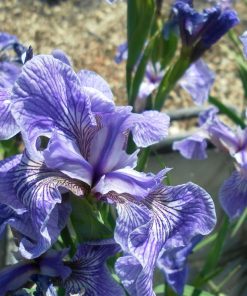 Iris Setosa