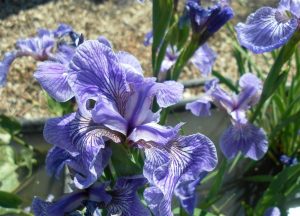 Iris Setosa